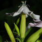 Saponaria officinalis (Caryophyllaceae) - inflorescence - lateral view of flower