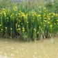 Iris pseudacorus L. /  falso acoro,lirio amarillo .