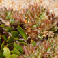 Policarpo-de-quatro-folhas // Four-leaved Allseed (Polycarpon tetraphyllum subsp. diphyllum)